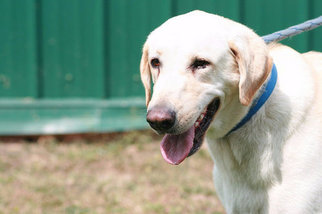 Labrador Retriever Dogs for adoption in Batavia, NY, USA