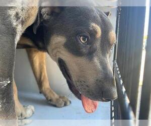 Mutt Dogs for adoption in Houston, TX, USA