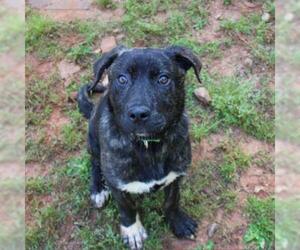 Mutt Dogs for adoption in Hamilton, GA, USA