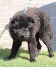 Chow Chow Dogs for adoption in Little Rock, AR, USA