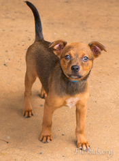 Chipin Dogs for adoption in Alpharetta, GA, USA