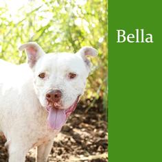 American Pit Bull Terrier-Labrador Retriever Mix Dogs for adoption in Keller, TX, USA