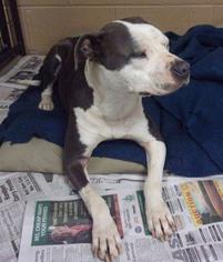 American Pit Bull Terrier Dogs for adoption in JAMESTOWN, TN, USA