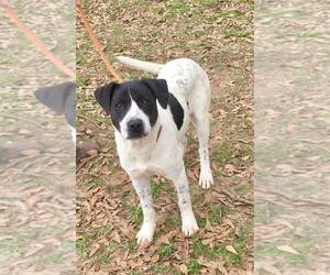 Pointer-Unknown Mix Dogs for adoption in Colleyville, TX, USA