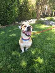 American Pit Bull Terrier-Basset Hound Mix Dogs for adoption in Calimesa, CA, USA