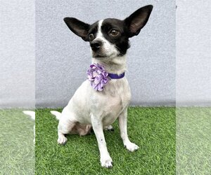 Rat-Cha Dogs for adoption in Corona, CA, USA