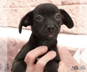 Chihuahua-Unknown Mix Dogs for adoption in Washington, DC, USA