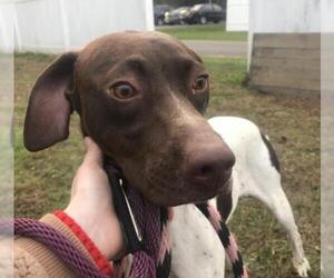 Pointer Dogs for adoption in Stroudsburg, PA, USA