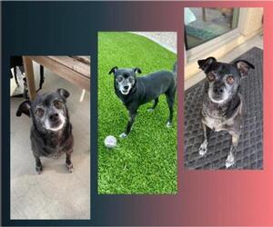 Chug Dogs for adoption in Tempe, AZ, USA