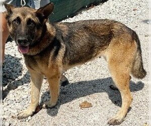 German Shepherd Dog Dogs for adoption in Newfoundland, PA, USA