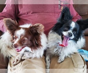 Papillon Dogs for adoption in Boise, ID, USA