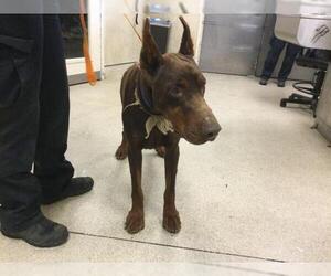Doberman Pinscher Dogs for adoption in Riverside, CA, USA