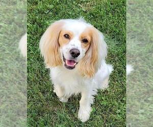 Cocker Spaniel Dogs for adoption in Westmont, IL, USA