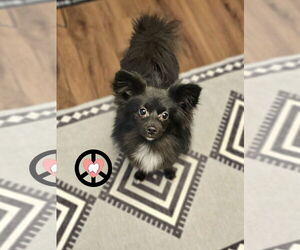 Pomeranian-Unknown Mix Dogs for adoption in Lebanon, PA, USA