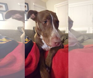 American Pit Bull Terrier-Huskies  Mix Dogs for adoption in The Woodlands, TX, USA