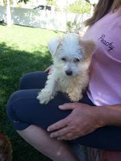 Maltese Dogs for adoption in Long Beach, CA, USA