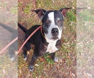 American Staffordshire Terrier Dogs for adoption in Fort Lauderdale, FL, USA