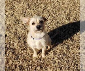 Mutt Dogs for adoption in Altus, OK, USA