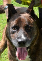 Plott Hound-Unknown Mix Dogs for adoption in Danville, KY, USA