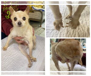 Chihuahua Dogs for adoption in Benton, LA, USA