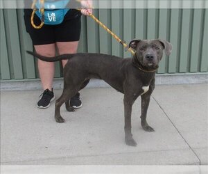 American Pit Bull Terrier Dogs for adoption in Louisville, KY, USA