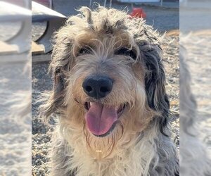 Aussiedoodle Dogs for adoption in Palmer, AK, USA