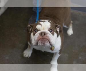 Bulldog Dogs for adoption in Mountain Home, AR, USA