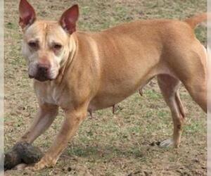 Bullypit Dogs for adoption in Leesburg, FL, USA