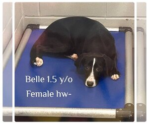 Mutt Dogs for adoption in Jeffersonville, GA, USA