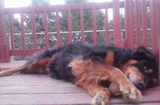 Medium Photo #1 Golden Retriever-Rottweiler Mix Puppy For Sale in Iroquois, IL, USA