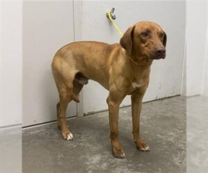 Vizsla Dogs for adoption in Rosenberg, TX, USA