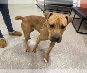 Staffordshire Bull Terrier Dogs for adoption in Louisville, KY, USA