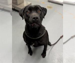 Labrador Retriever-Unknown Mix Dogs for adoption in Peoria, IL, USA