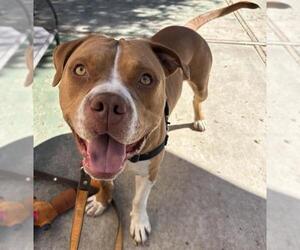 Mutt Dogs for adoption in Santa Barbara, CA, USA