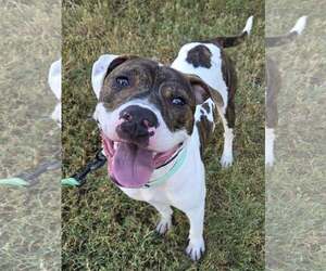 American Pit Bull Terrier-Unknown Mix Dogs for adoption in Millersville, MD, USA
