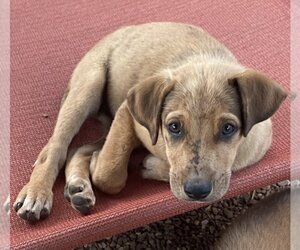 Australian Retriever Dogs for adoption in Bolivar, MO, USA