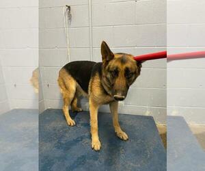 German Shepherd Dog Dogs for adoption in Woodland, CA, USA
