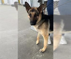 German Shepherd Dog Dogs for adoption in Bakersfield, CA, USA