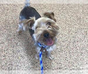 Silky Terrier-Unknown Mix Dogs for adoption in Springfield, MA, USA