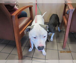 American Pit Bull Terrier Dogs for adoption in Ocala, FL, USA