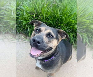 Mutt Dogs for adoption in Mount Laurel, NJ, USA