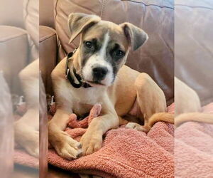 Labrador Retriever-Unknown Mix Dogs for adoption in Cottage Grove, MN, USA