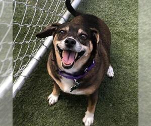 Beagle Dogs for adoption in Tempe, AZ, USA