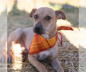 Labrador Retriever-Unknown Mix Dogs for adoption in San Antonio, TX, USA