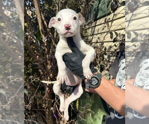 American Pit Bull Terrier-Unknown Mix Dogs for adoption in New York, NY, USA