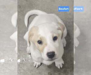 Medium Photo #3 Labrenees Puppy For Sale in Alexander, AR, USA