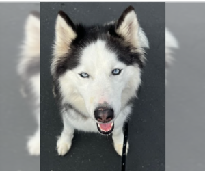 Siberian Husky-Unknown Mix Dogs for adoption in Huntington Beach, CA, USA