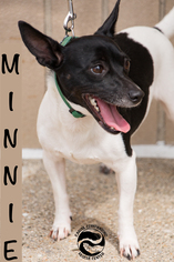 Rat-Cha Dogs for adoption in Clarkston, MI, USA