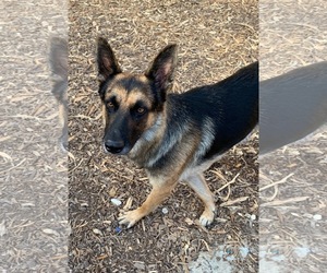German Shepherd Dog Dogs for adoption in Boerne, TX, USA
