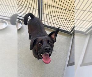 Labrador Retriever-Unknown Mix Dogs for adoption in Fayetteville, NC, USA